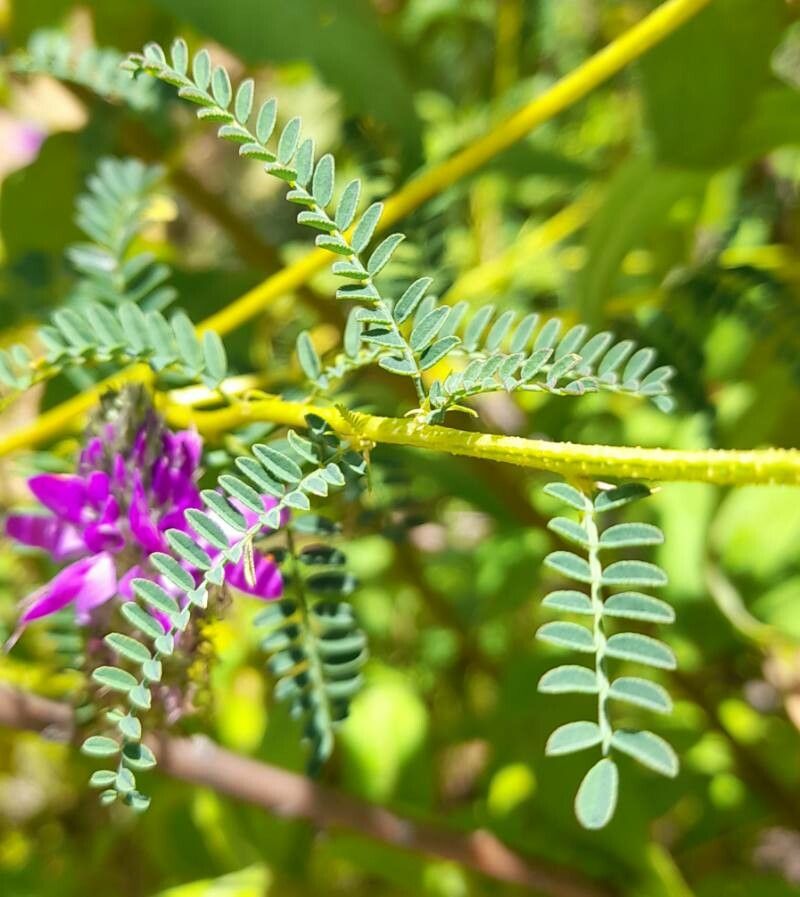 Dalea elegans leaf