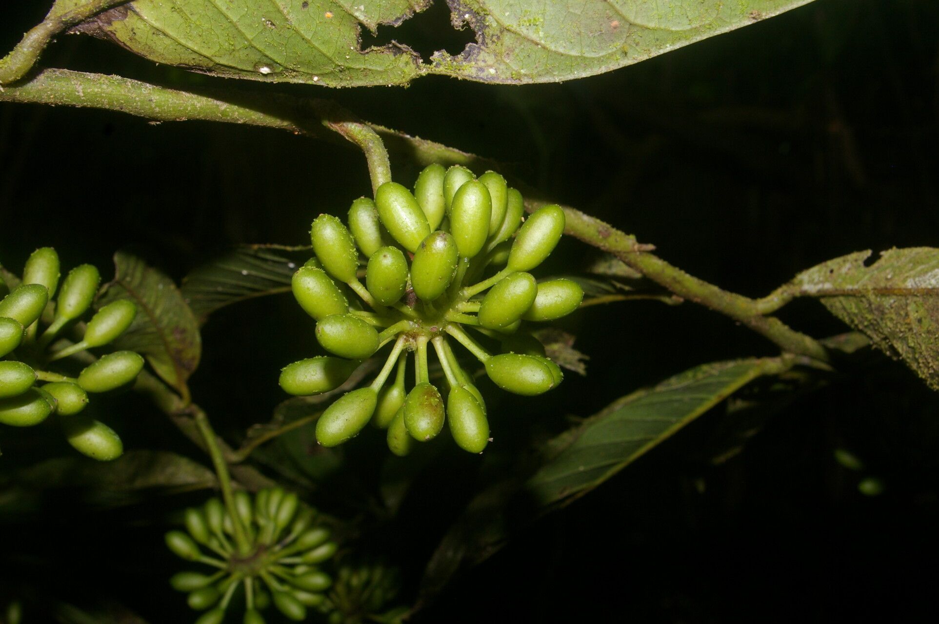 Guatteria panamensis fruit