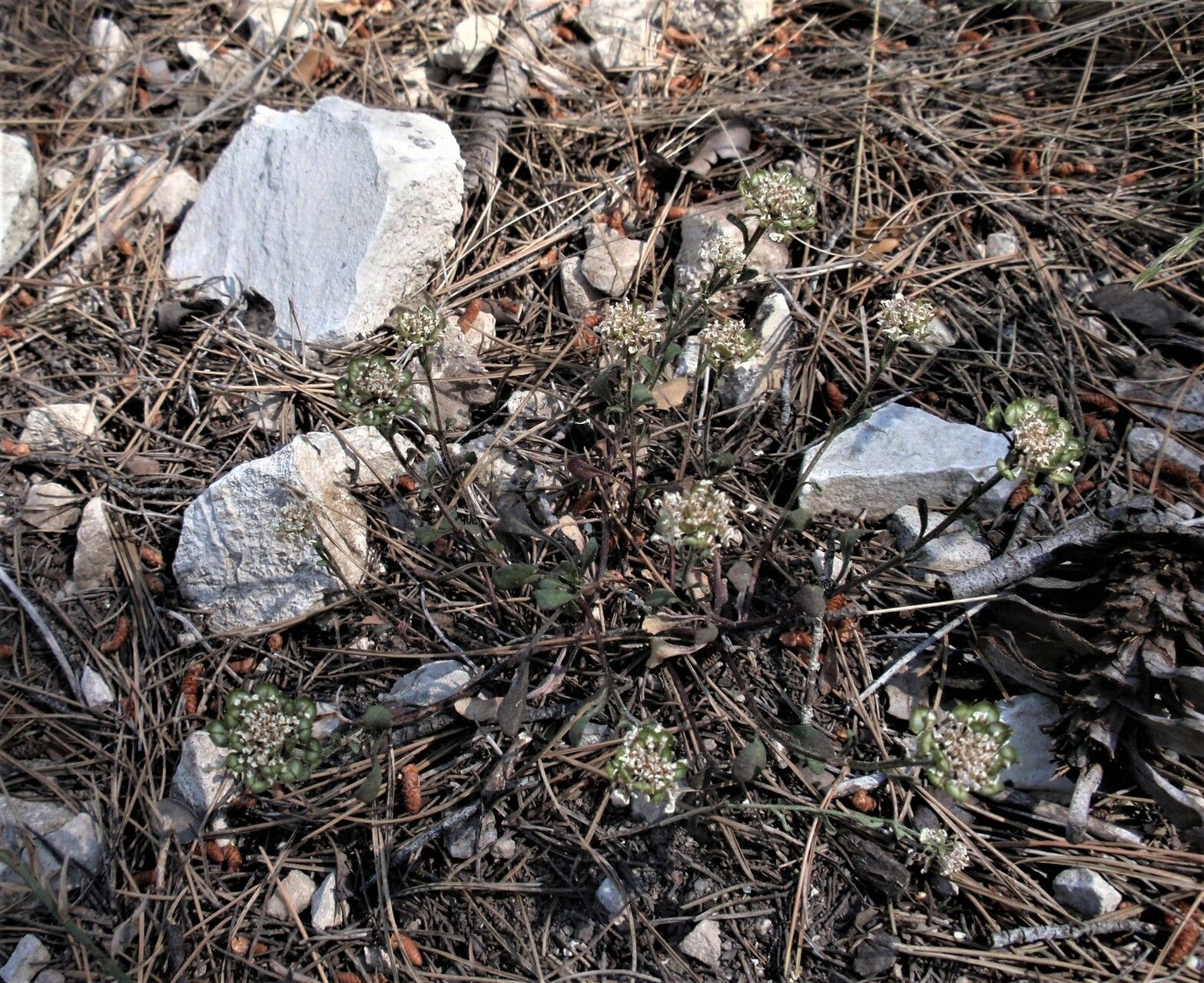 Iberis carnosa habit
