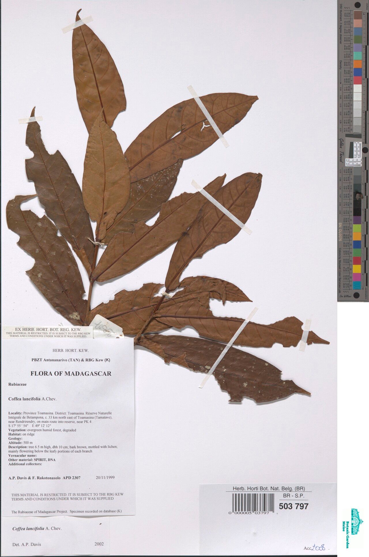 Coffea lancifolia — houseplant care guide