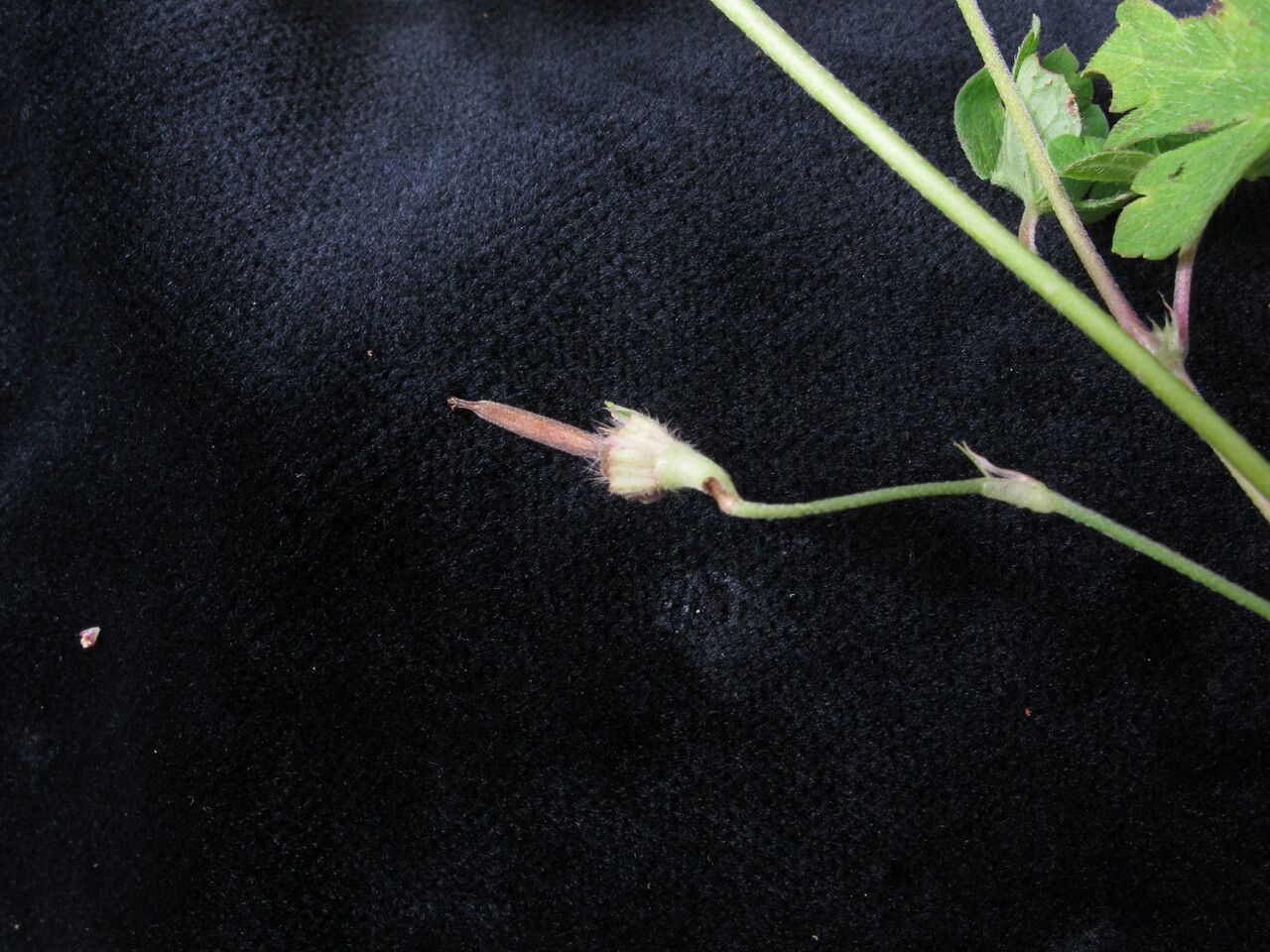 Geranium nepalense habit