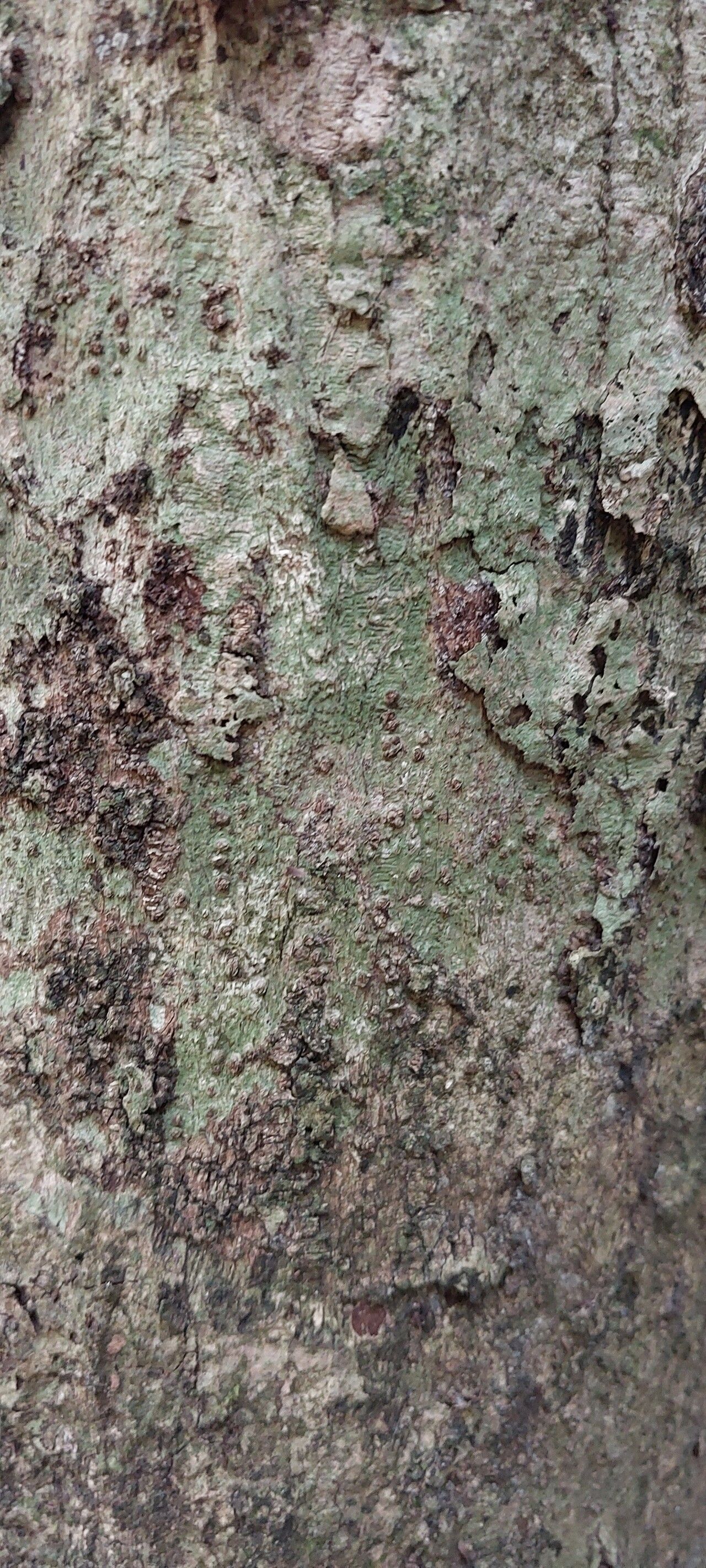 Sterculia rhinopetala bark