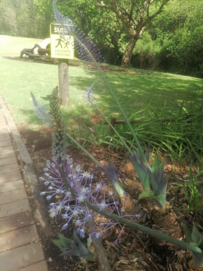 Merwilla dracomontana flower