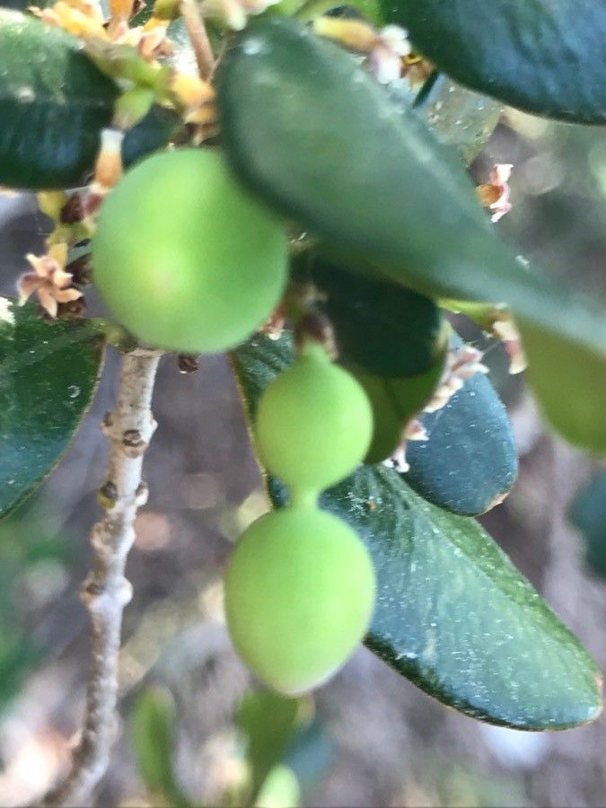 Alyxia clusiophylla fruit