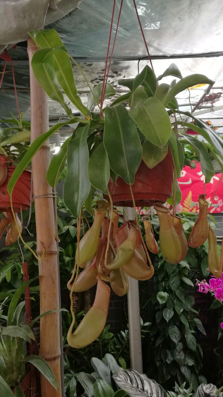 Nepenthes mirabilis habit
