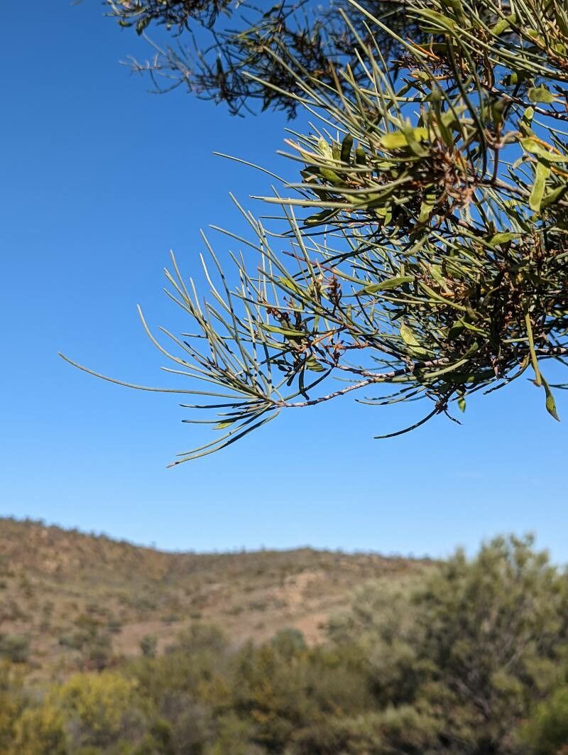 Acacia aneura — houseplant care guide