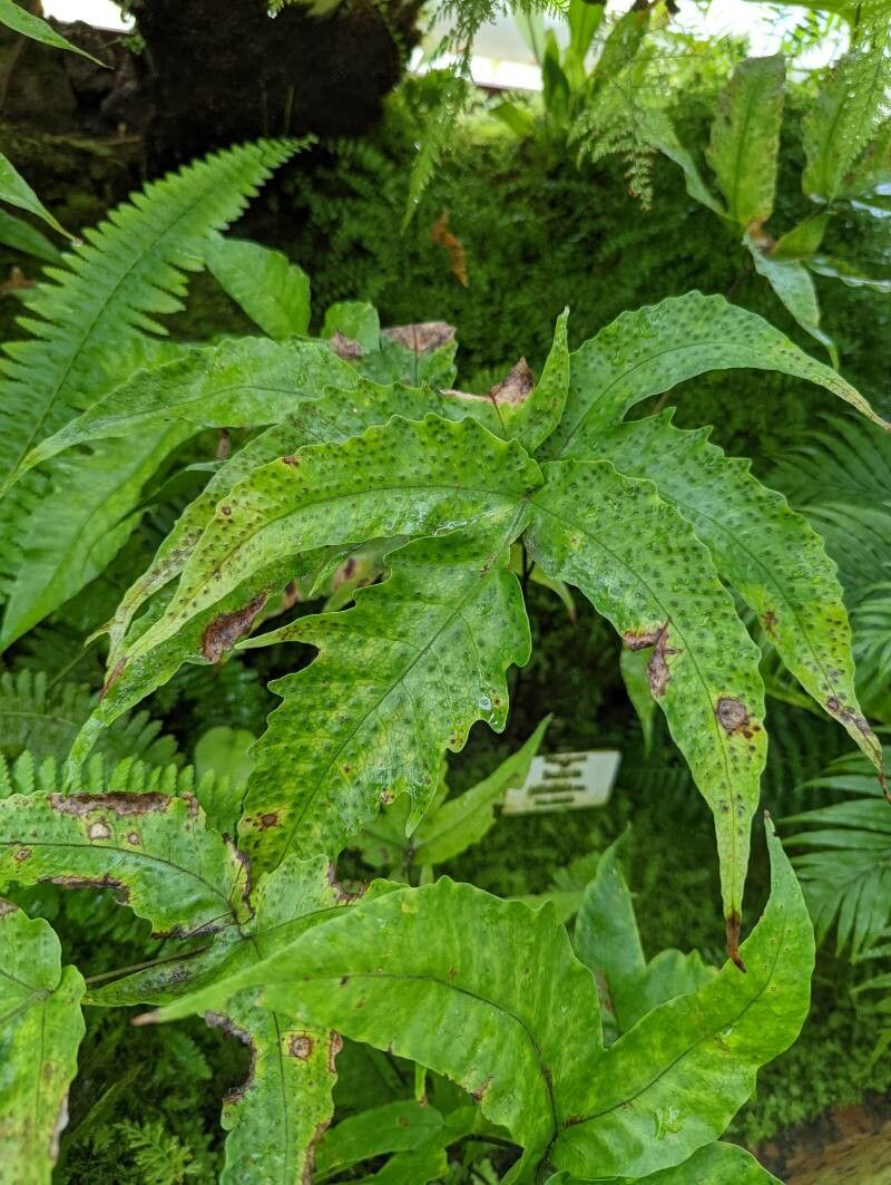 Tectaria trifoliata — houseplant care guide