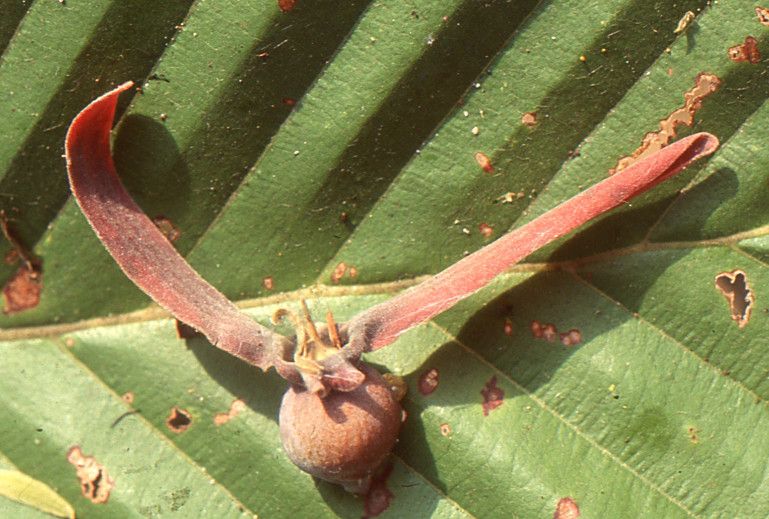 Dipterocarpus obtusifolius fruit