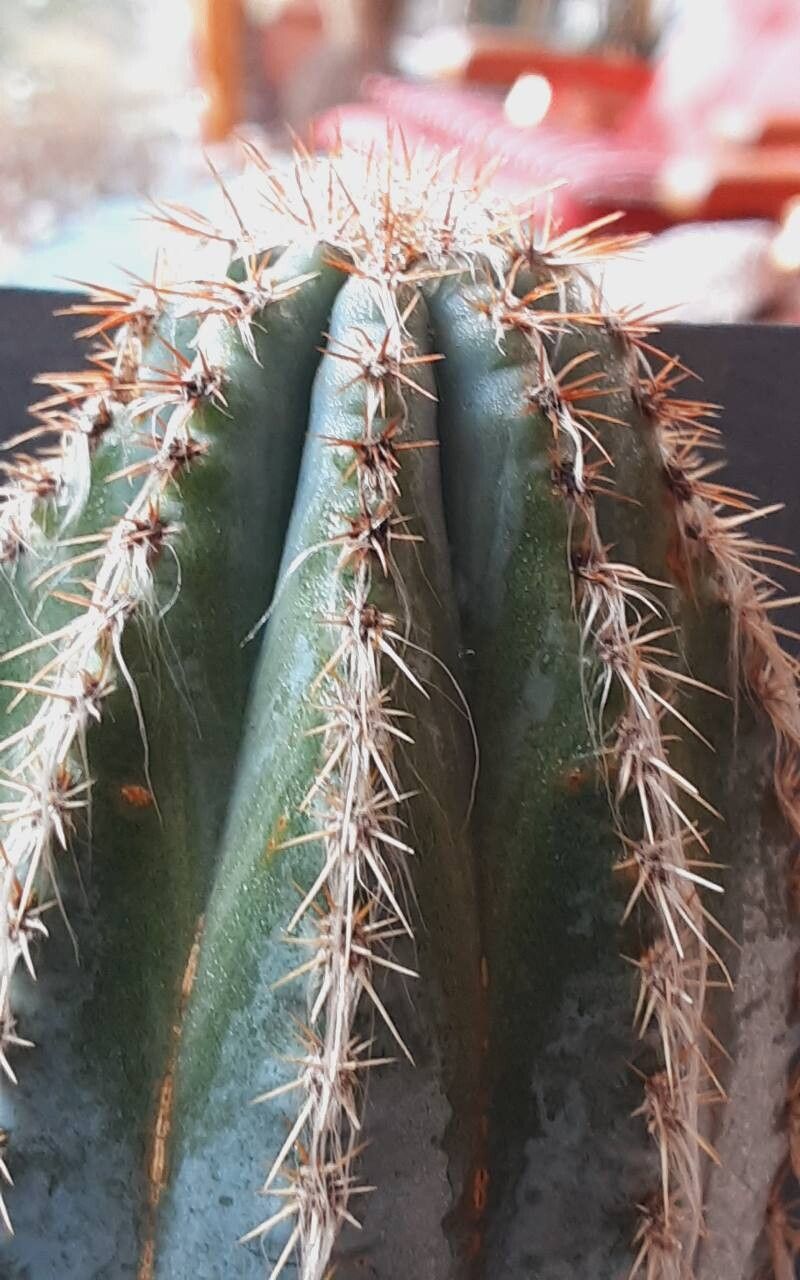 Pilosocereus armatus other