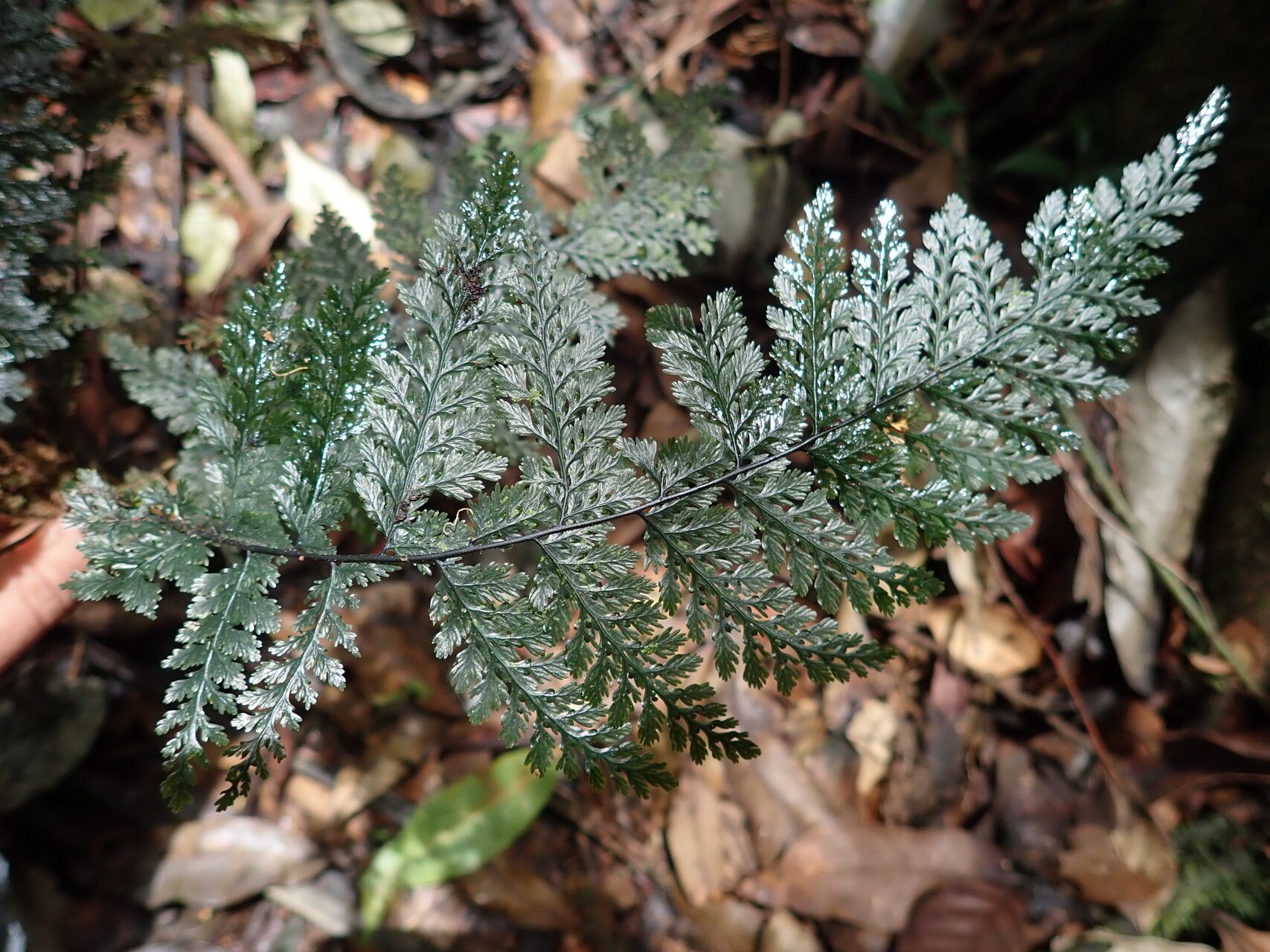 Trichomanes dregei leaf
