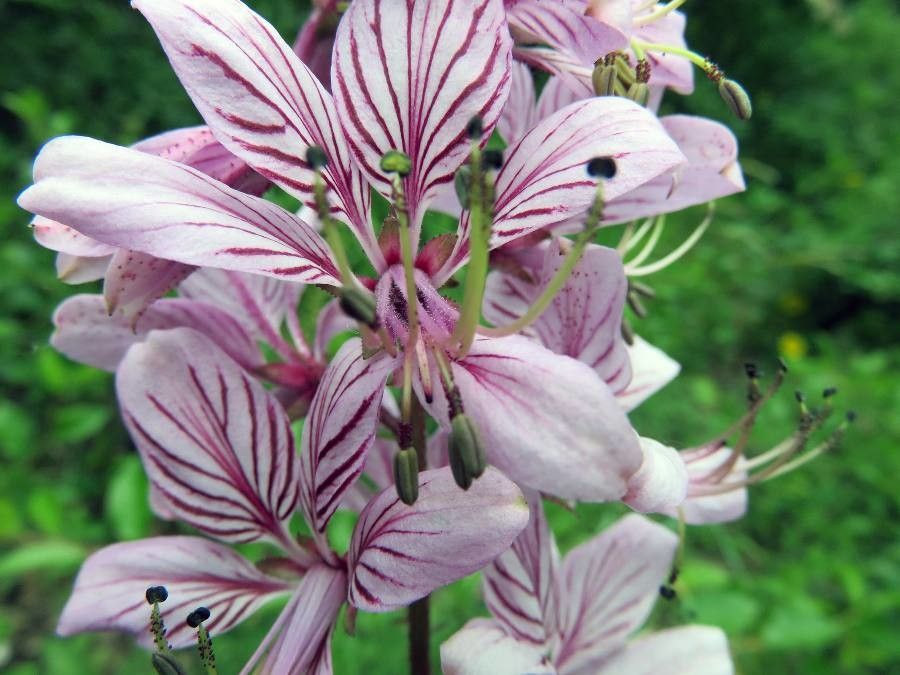 Dictamnus albus flower