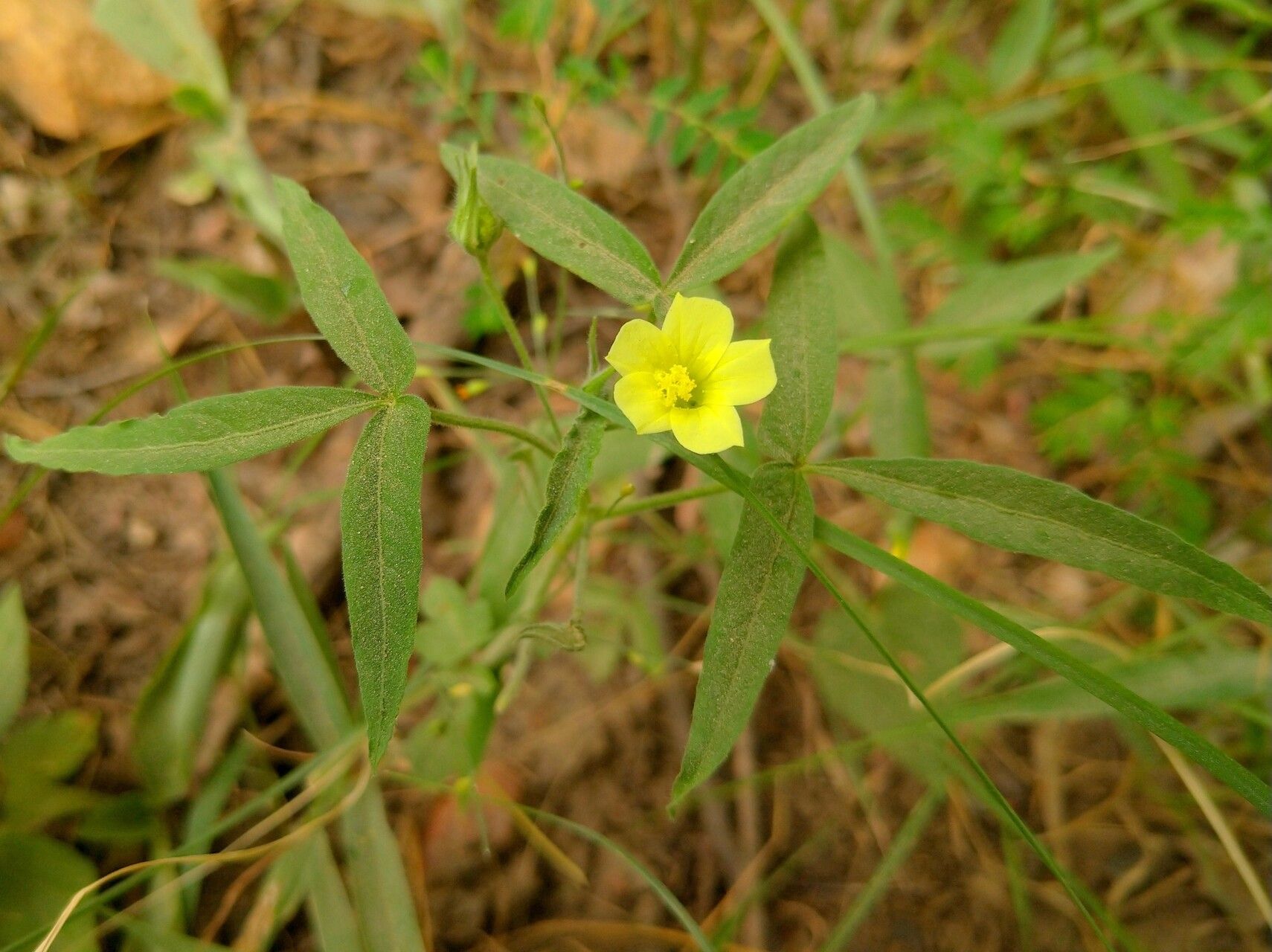 Hibiscus sidiformis — houseplant care guide