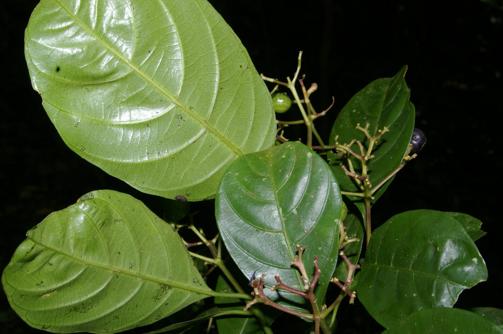 Palicourea eurycarpa flower