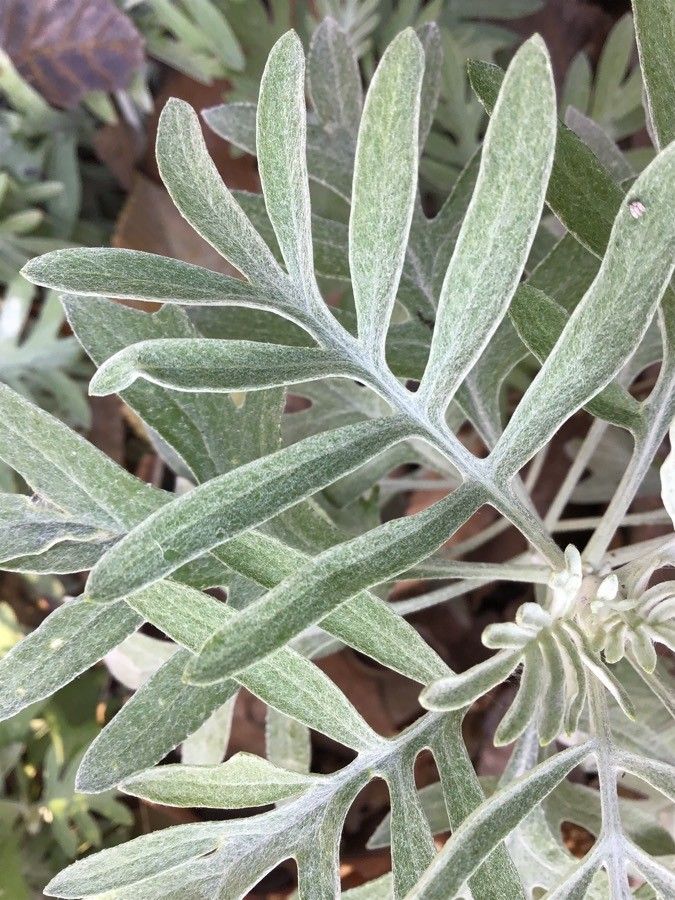 Senecio viravira leaf