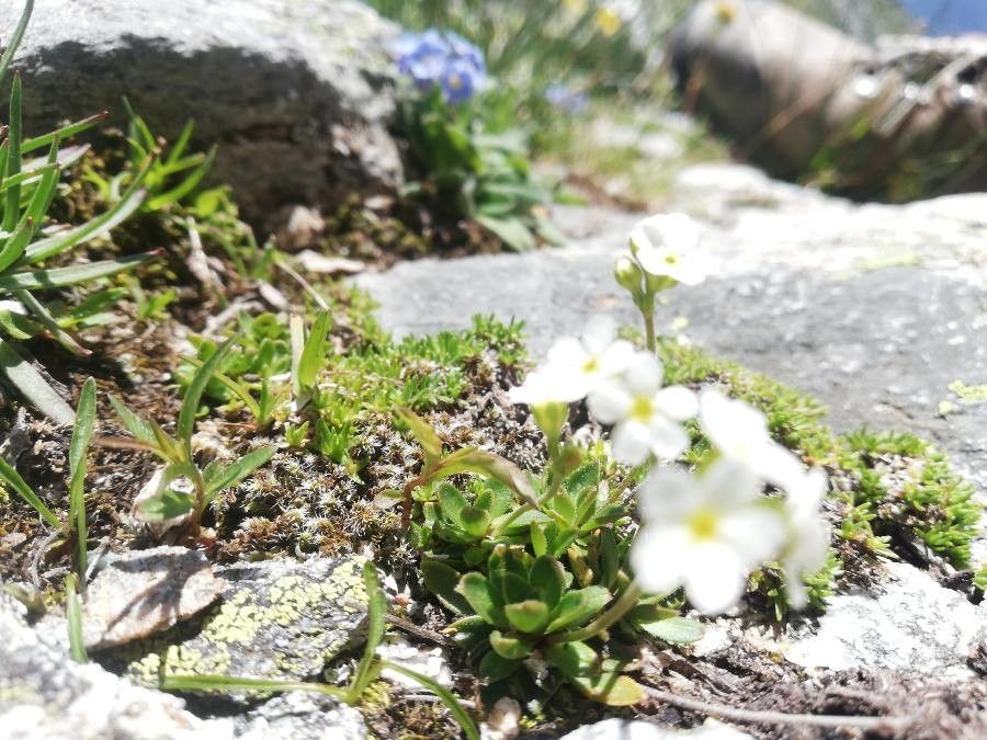 Androsace obtusifolia — houseplant care guide