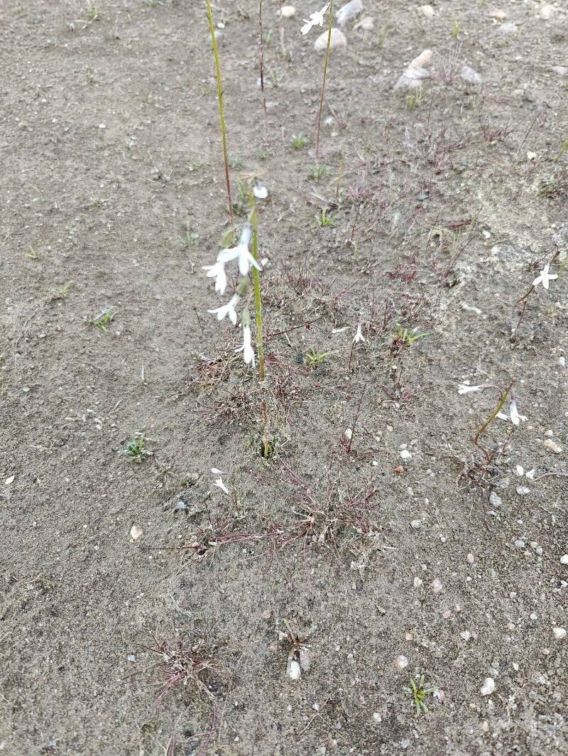 Lobelia dortmanna habit