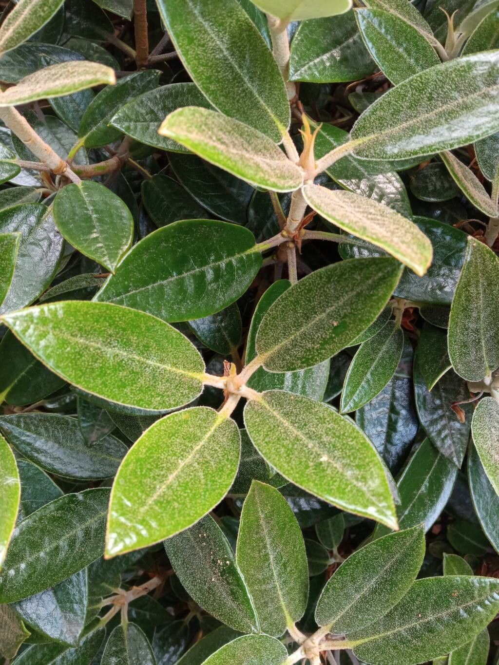 Rhododendron watsonii — houseplant care guide