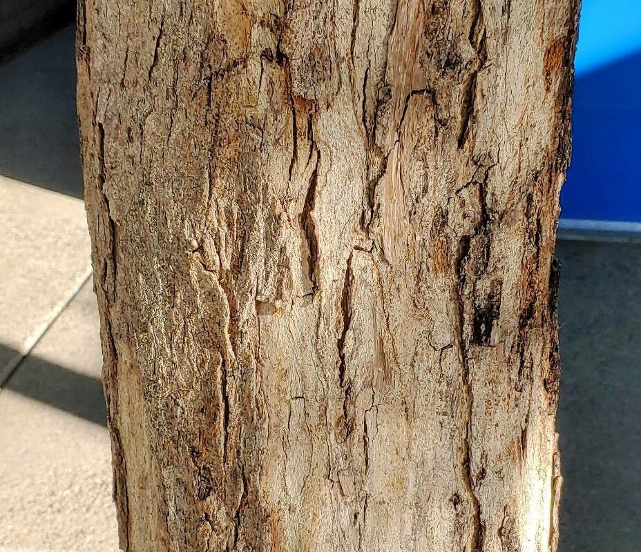 Dalbergia sissoo bark