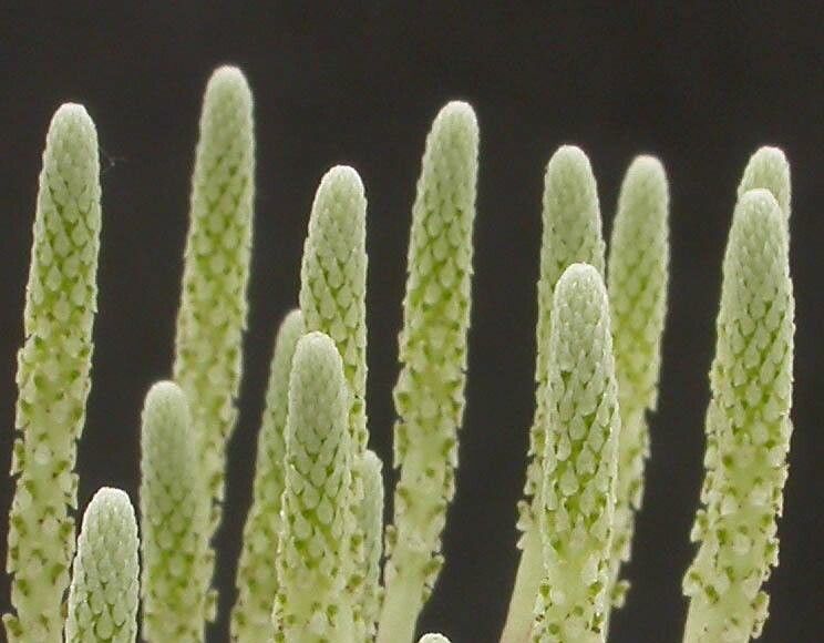 Peperomia monticola flower