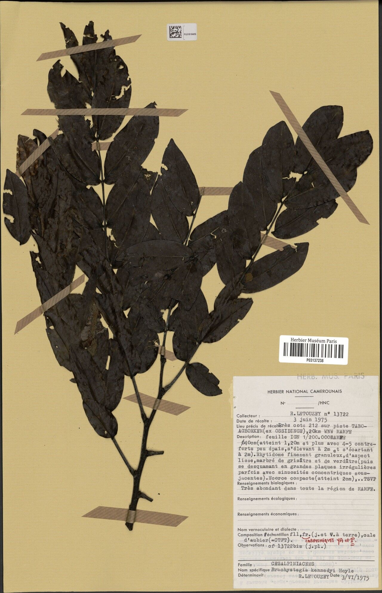 Brachystegia kennedyi — houseplant care guide