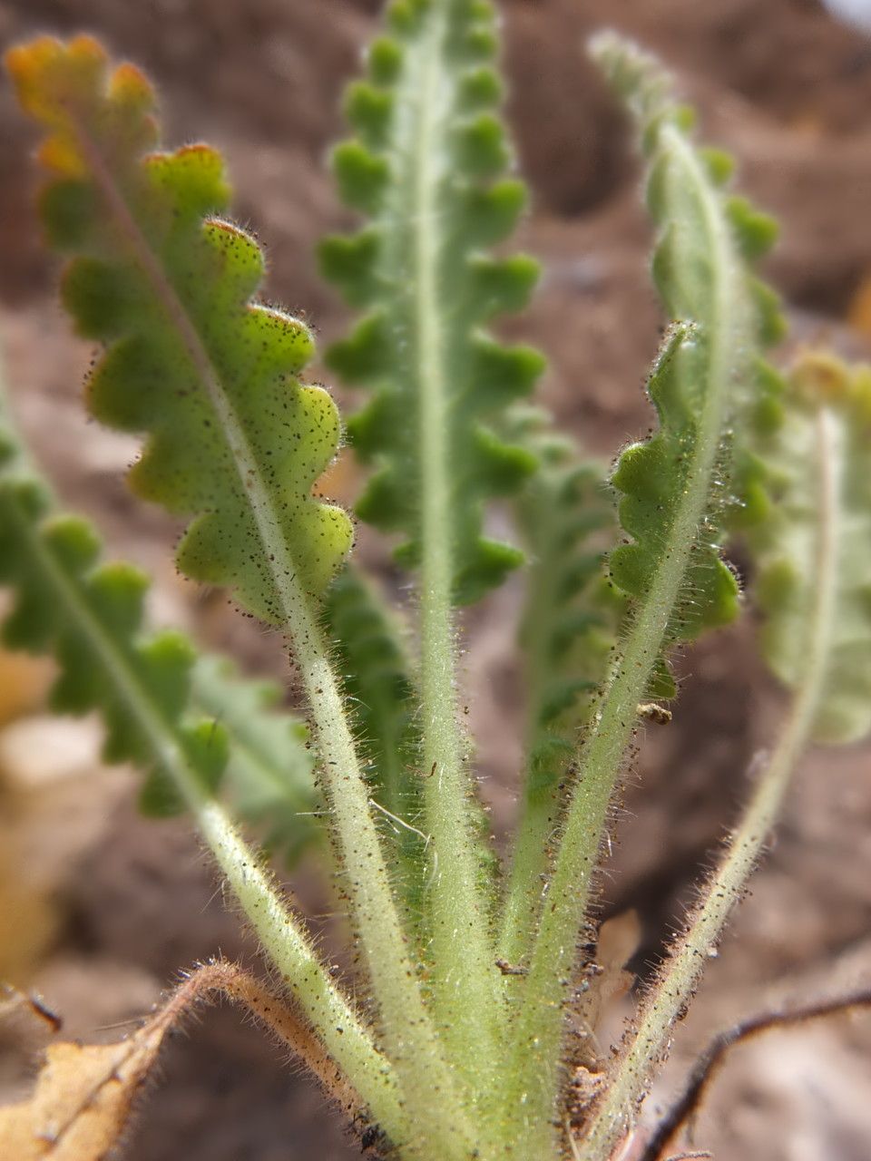 Phacelia pinnatifida leaf