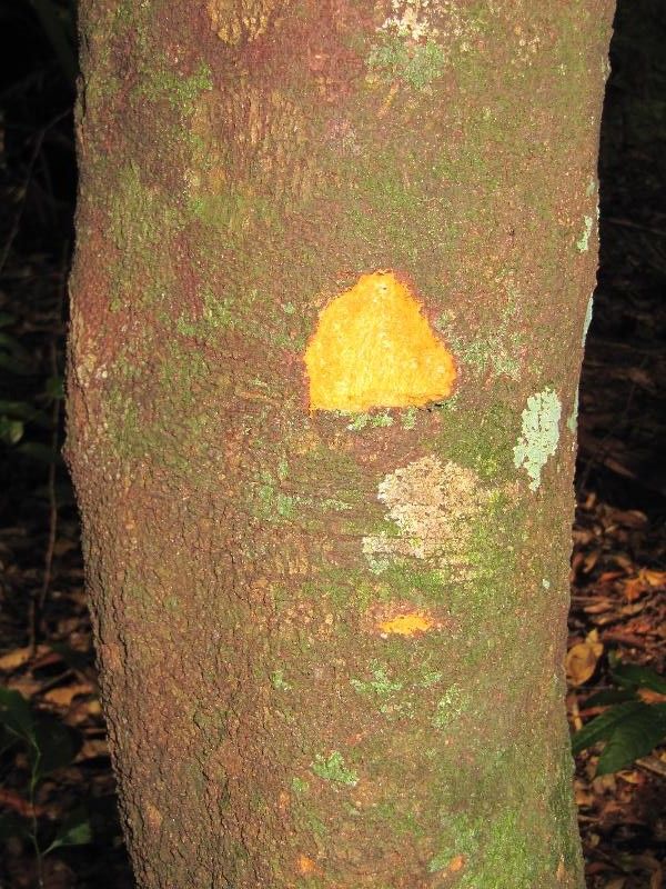 Abarema gallorum other