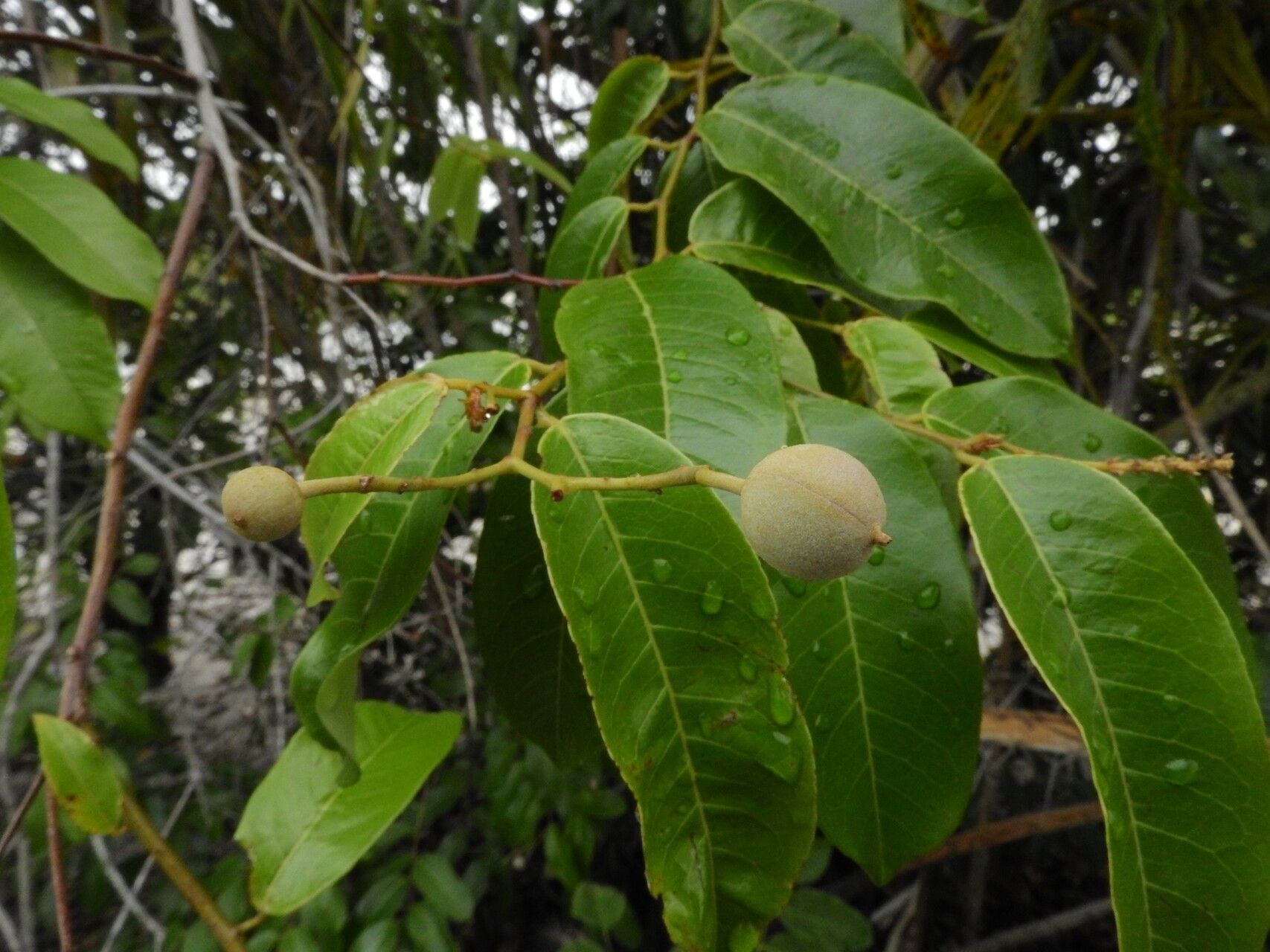 Mabea paniculata fruit