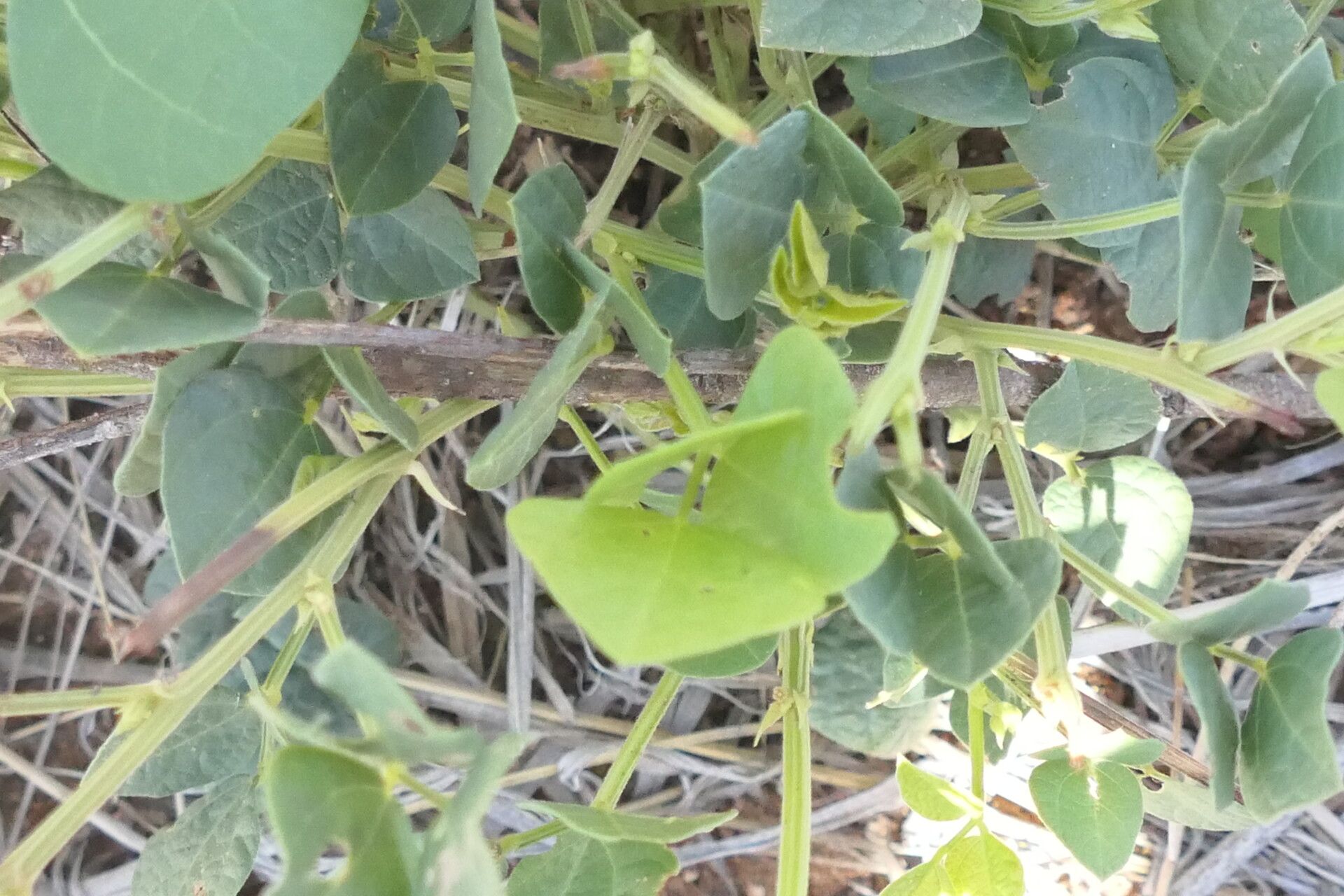Rhynchosia sublobata leaf