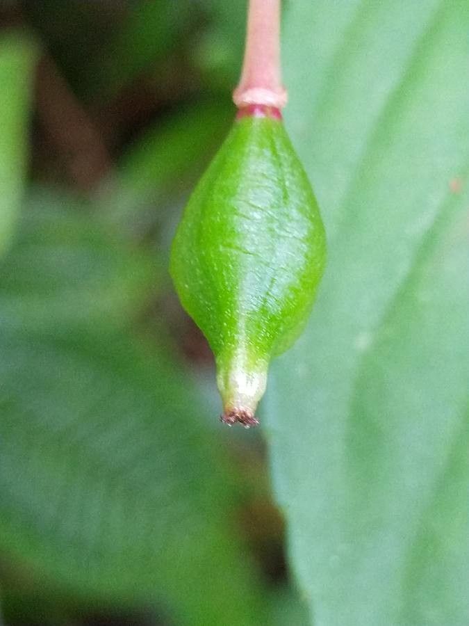 Impatiens wallerana fruit