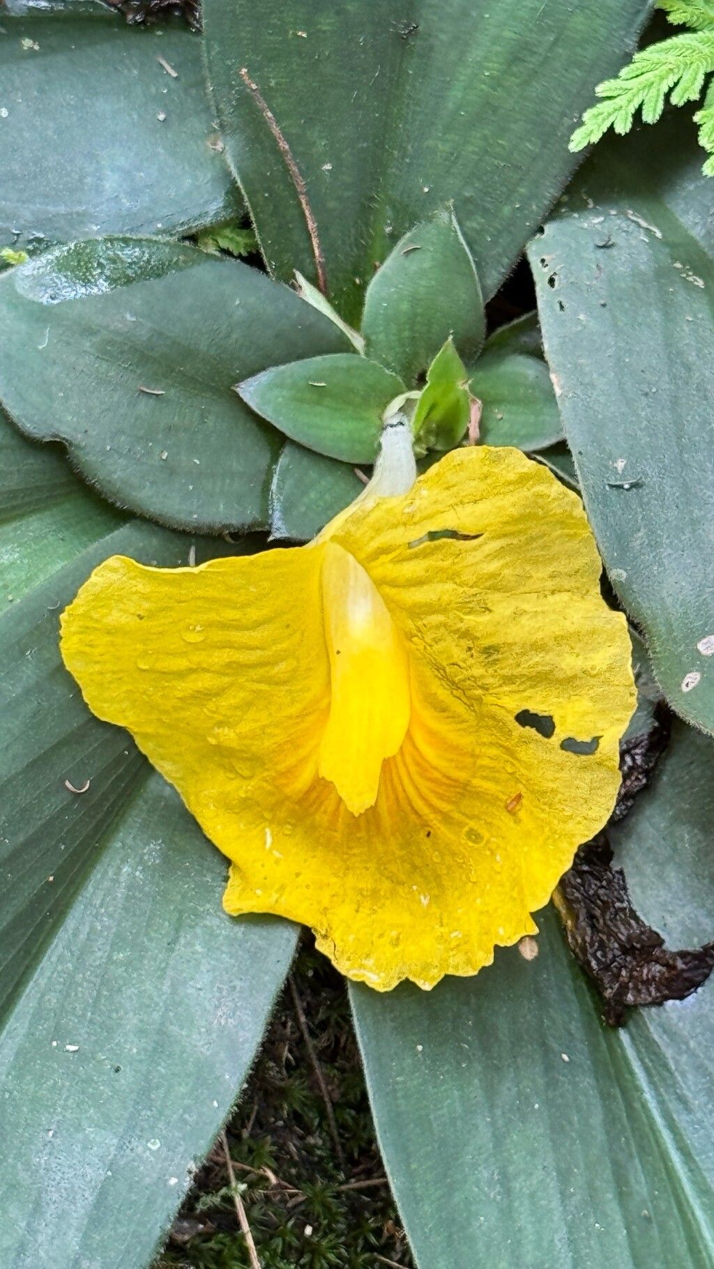 Chamaecostus acaulis — related species from the same genus