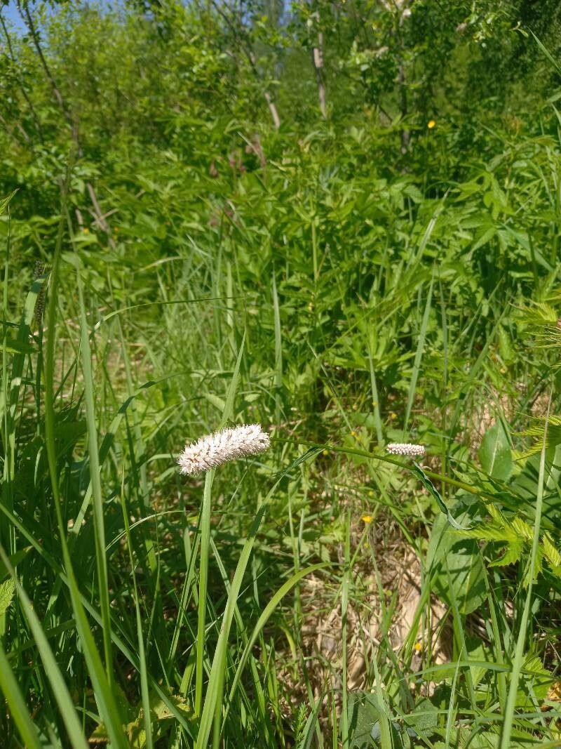 Plantago maxima leaf
