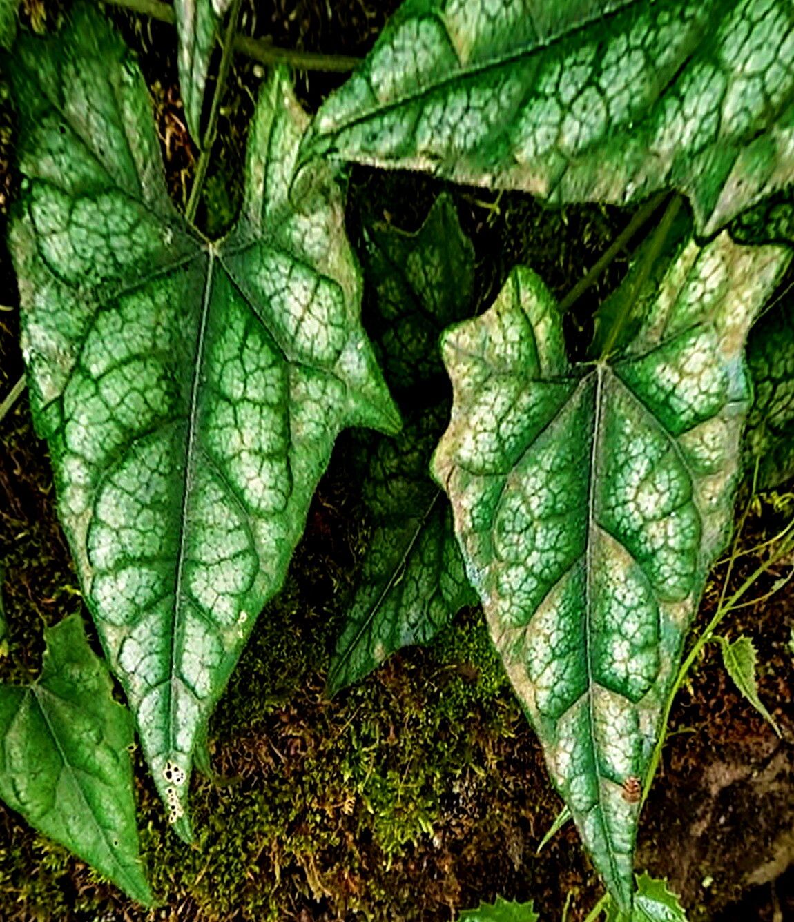 Trichosanthes homophylla — related species from the same genus