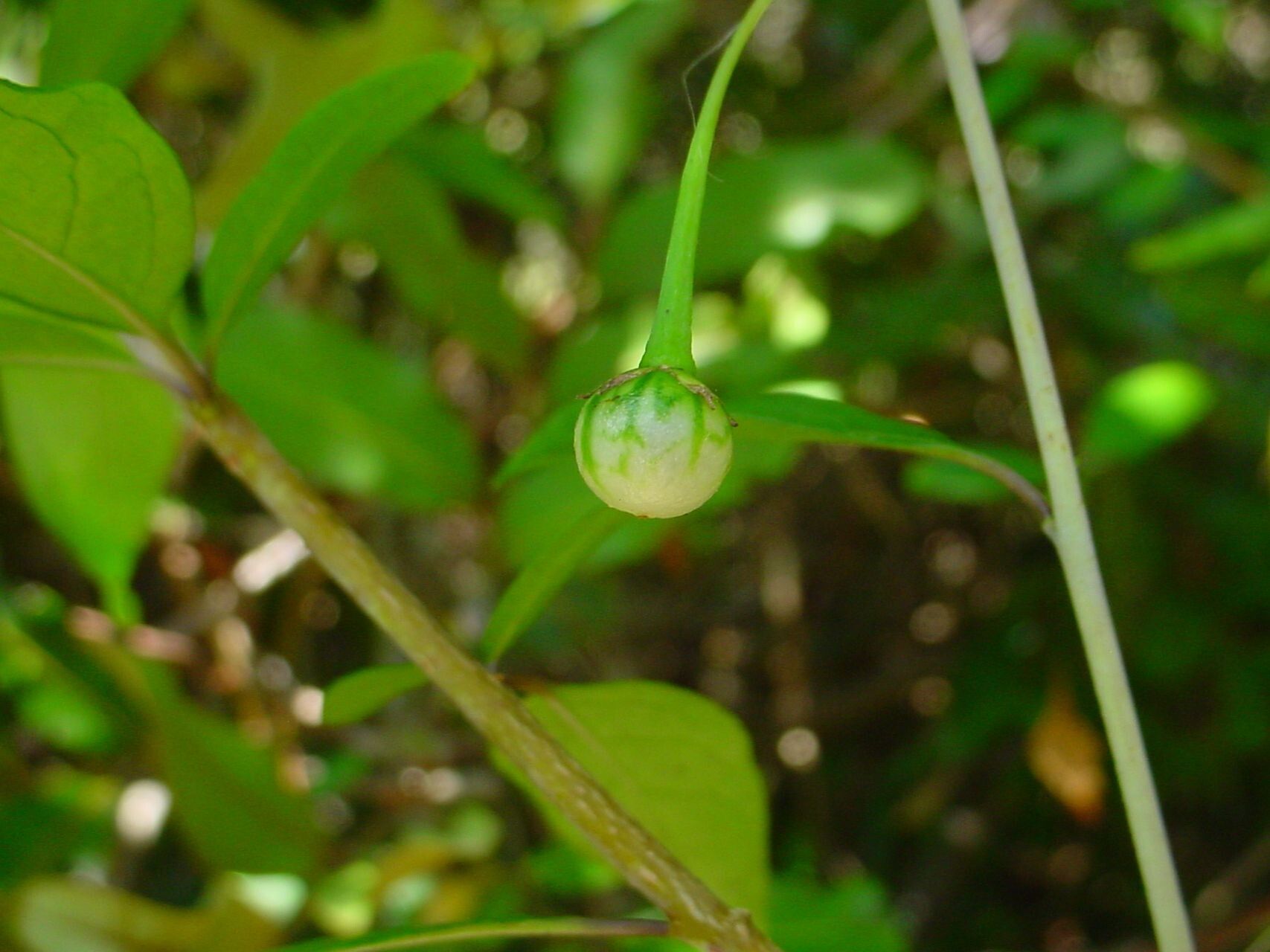 Solanum pancheri fruit