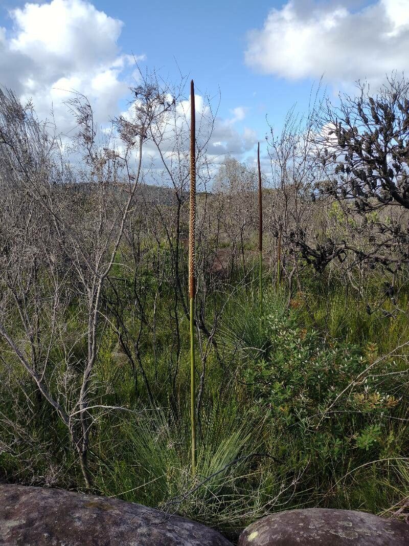 Xanthorrhoea resinosa habit