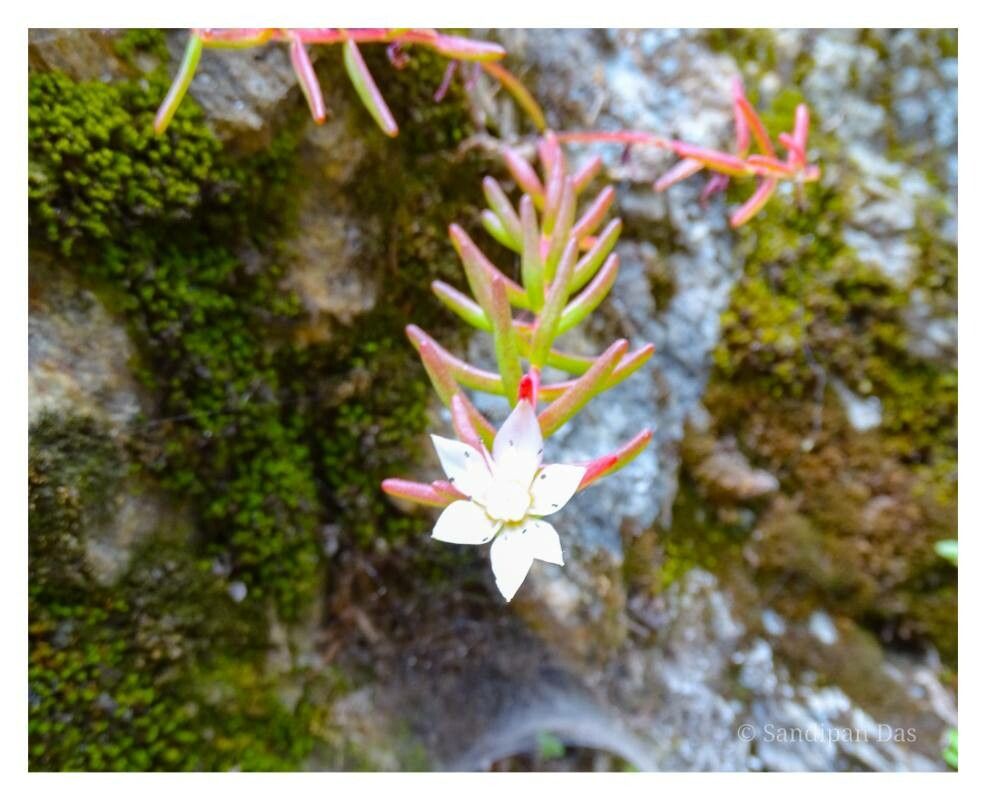 Rhodiola amabilis — related species from the same genus