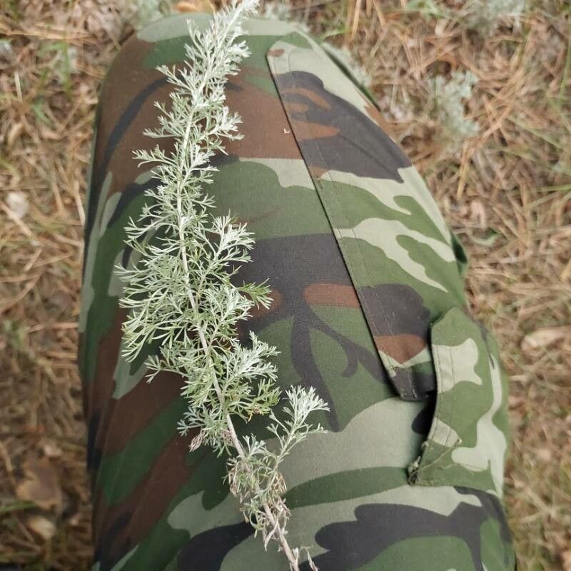 Artemisia austriaca leaf
