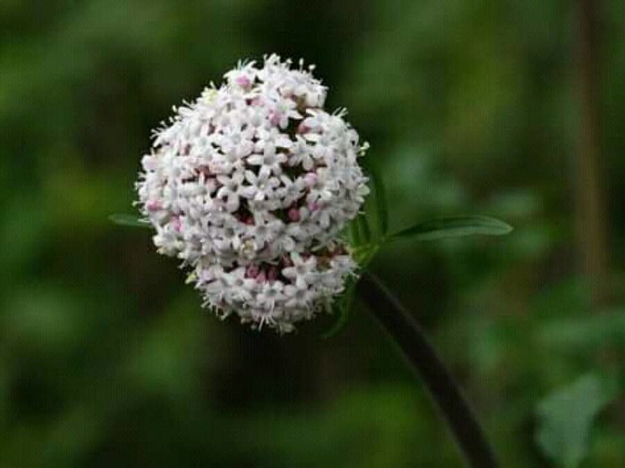Valeriana dioscoridis flower