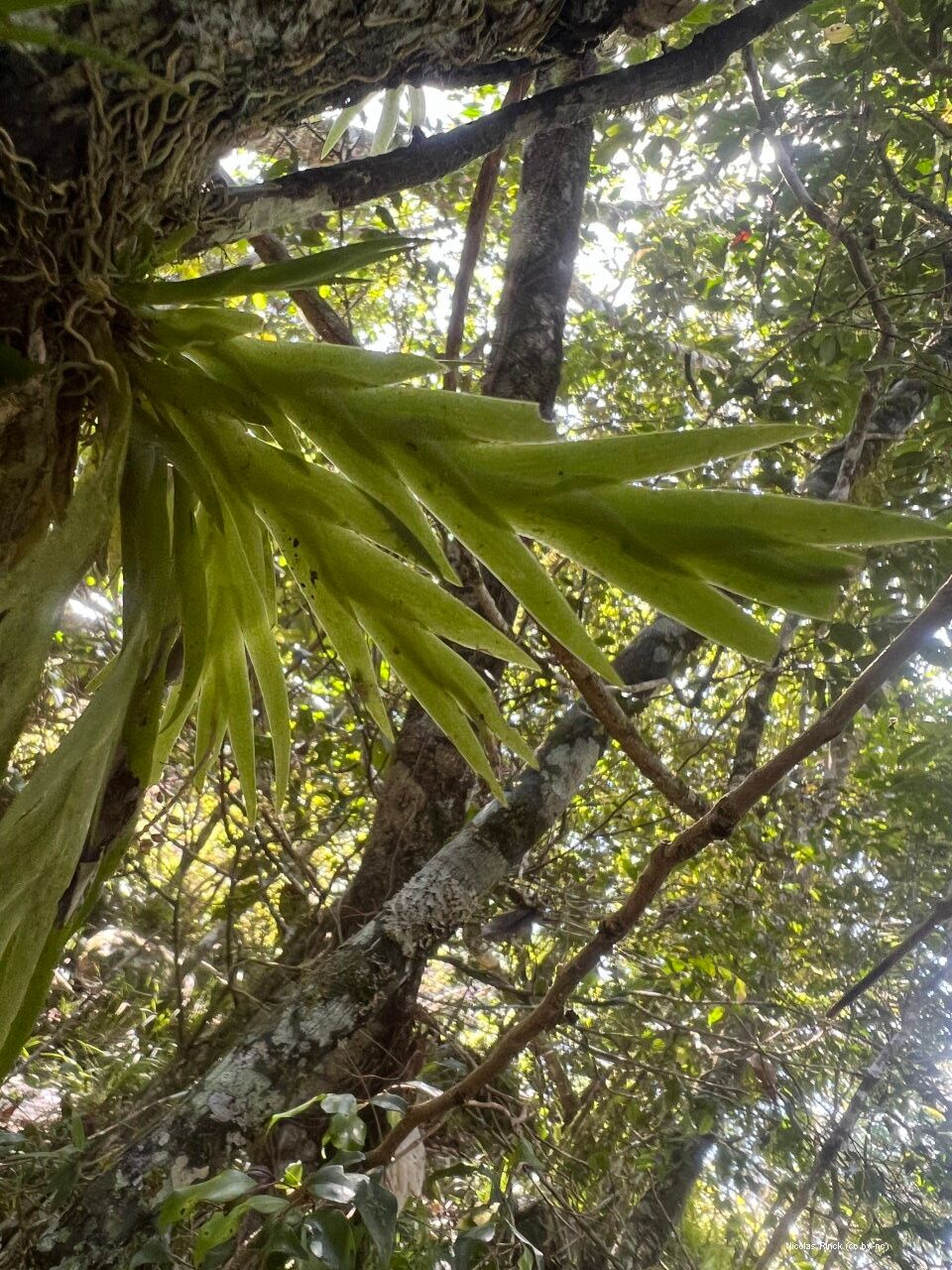 Oberonia equitans leaf