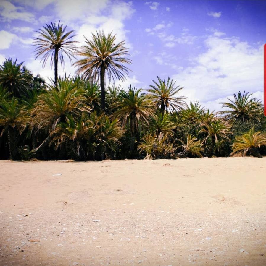 Phoenix theophrasti fruit