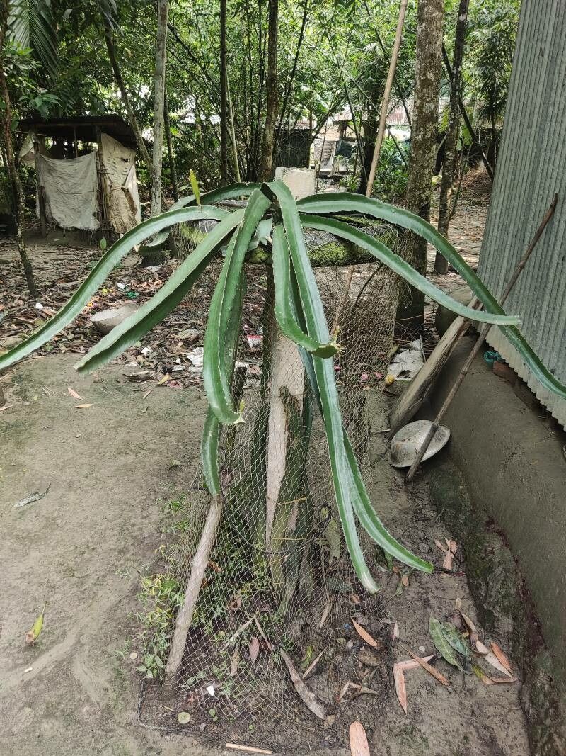 Selenicereus triangularis fruit
