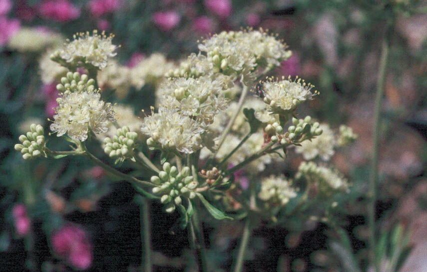 Eriogonum spathulatum — search result for 'Eriogonum'