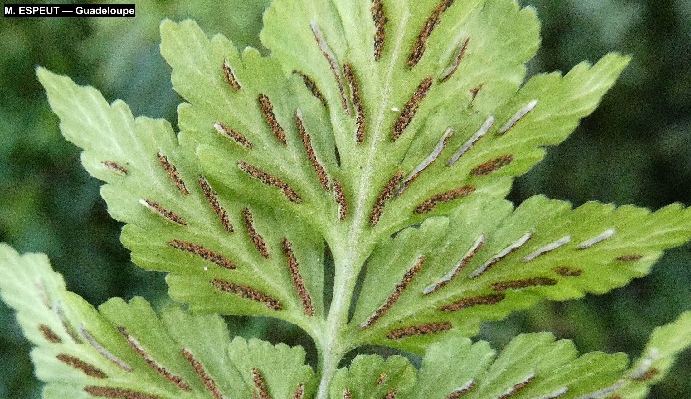 Asplenium pumilum other