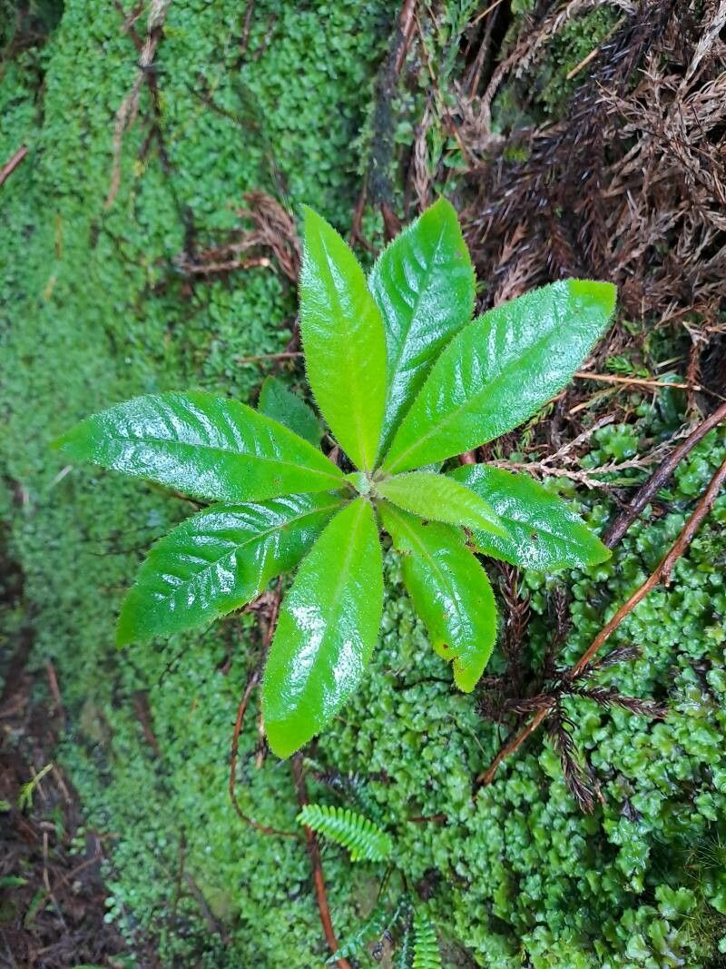 Digitalis sceptrum leaf