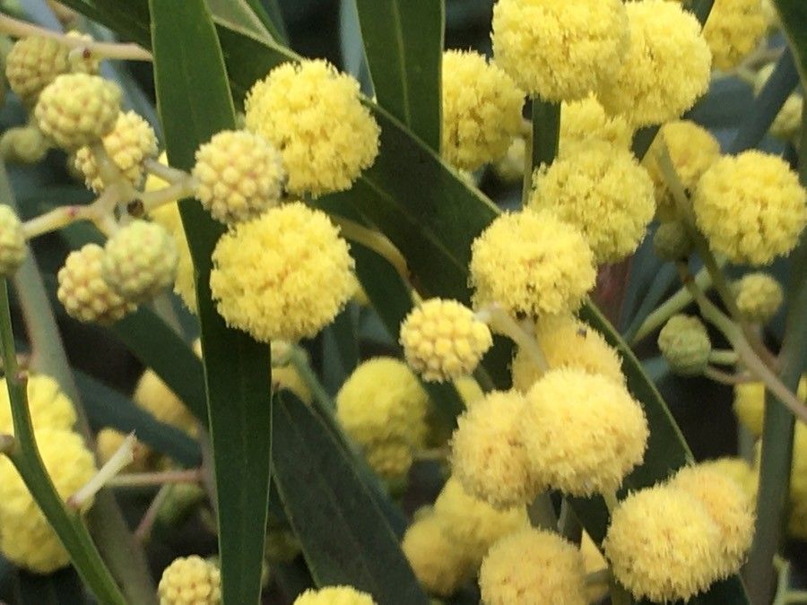 Acacia pycnantha flower