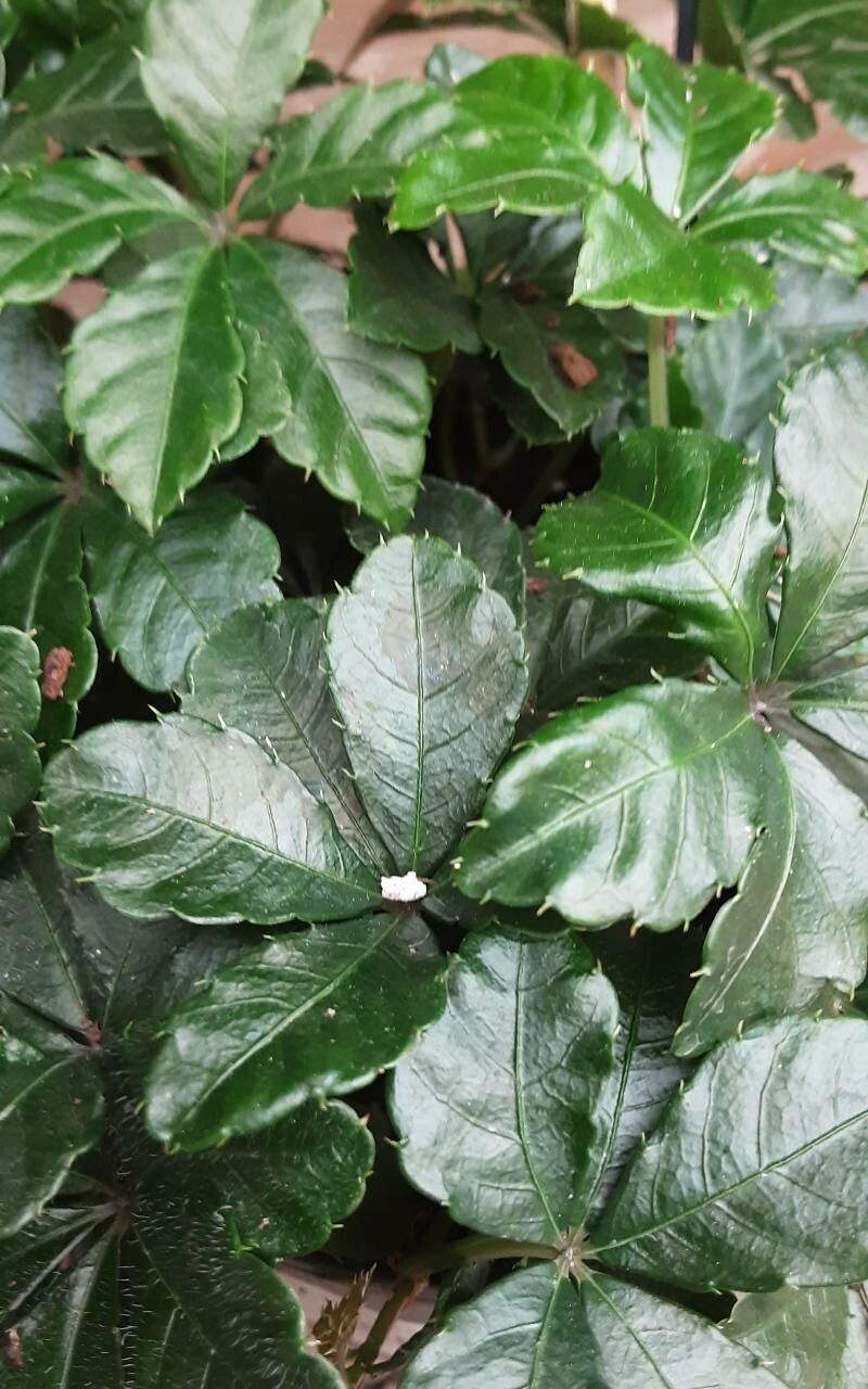 Clematicissus striata leaf