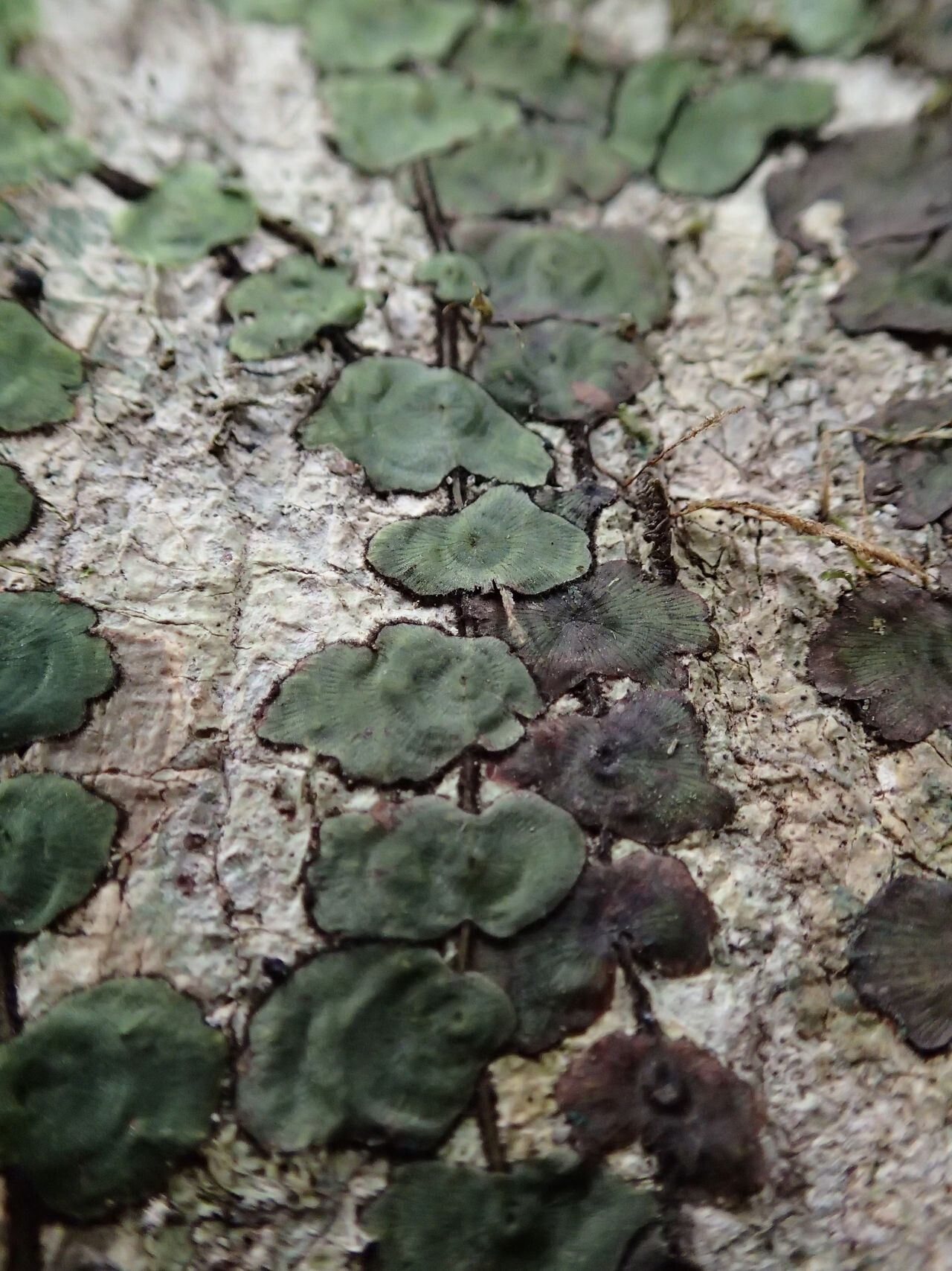 Trichomanes tahitense leaf