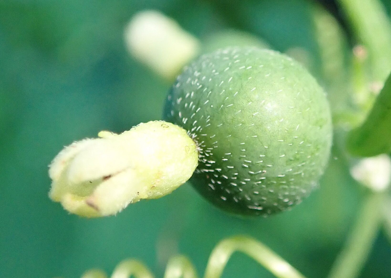 Zehneria scabra fruit