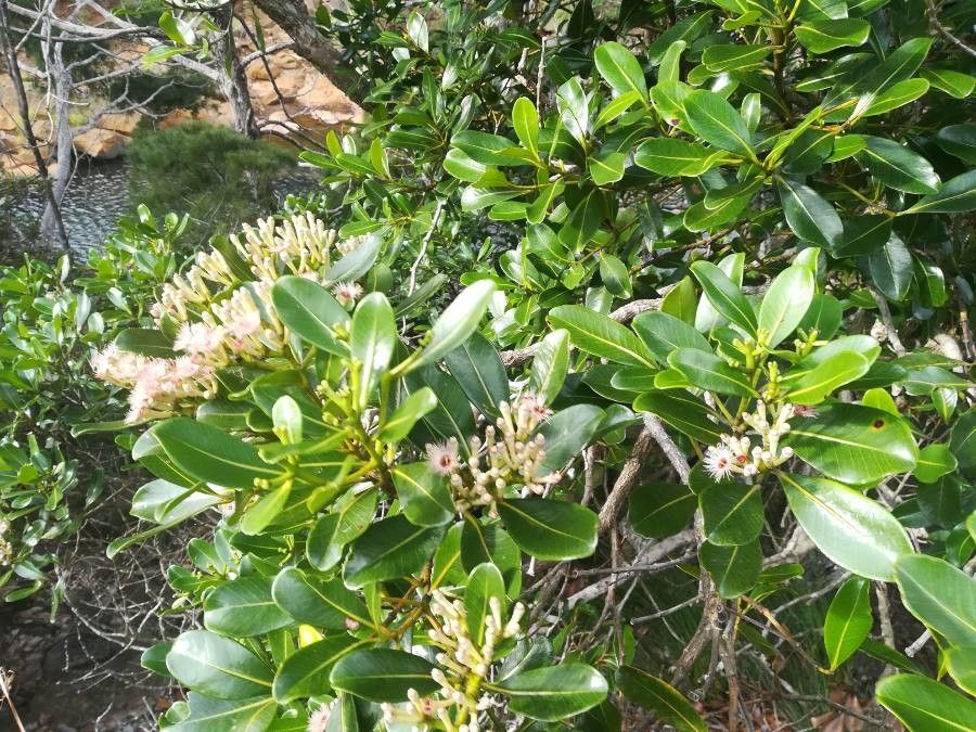 Syzygium multipetalum habit