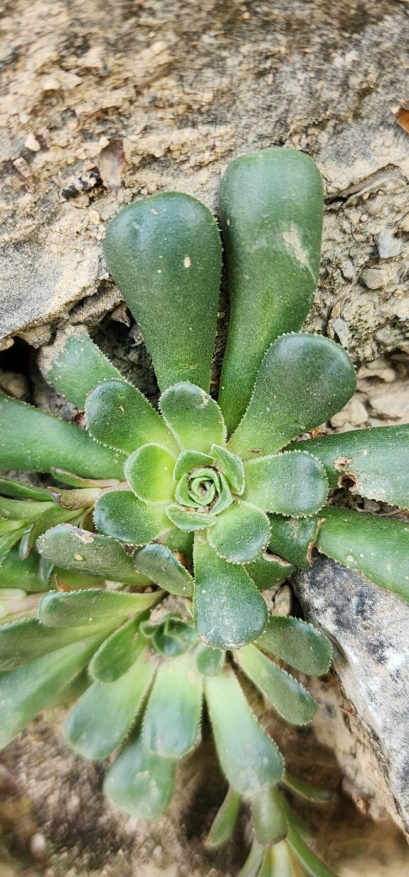 Rosularia sempervivum — search result for 'Sempervivum'