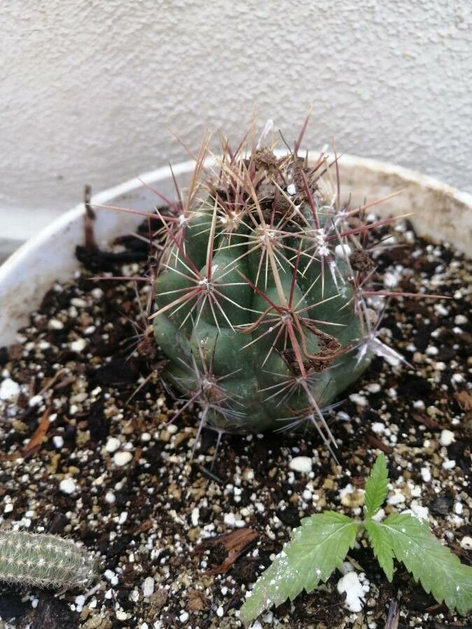 Thelocactus bicolor fruit